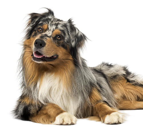 Australian Shepherd Dog Breed Information Purina